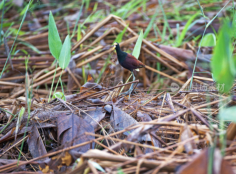 北Jacana, Puerto Humo湿地草，哥斯达黎加